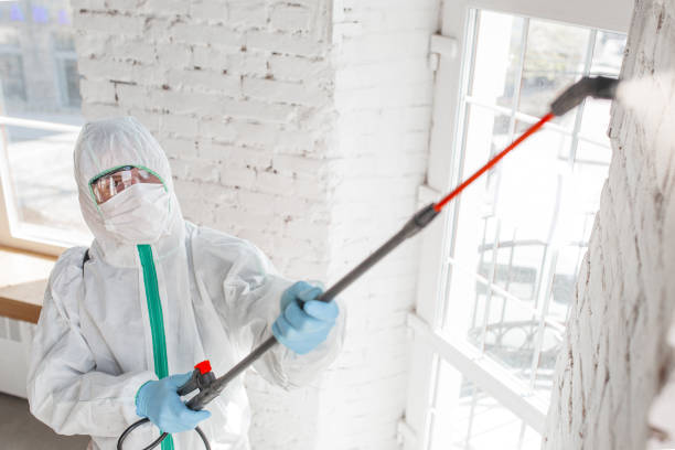 Best Attic Mold Removal  in Laurel Park, NC