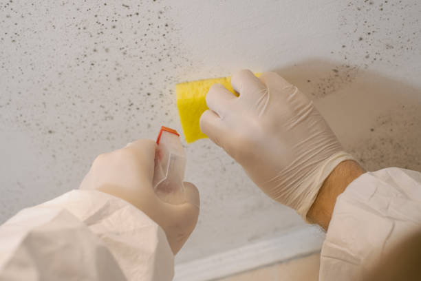 Laurel Park, NC Mold Inspection, Removal & Remediation Company